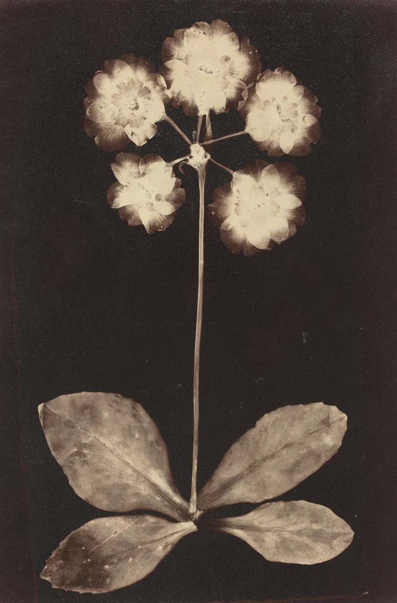 Botanical Photogram by Unknown 19th Century, photograph, 1860-1869