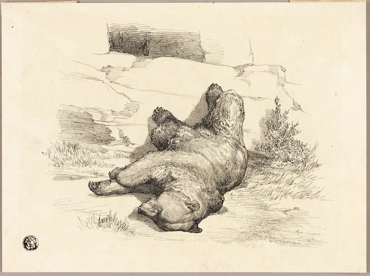 Russian Bear by Auguste Andre Lançon, drawing, 1856-1887