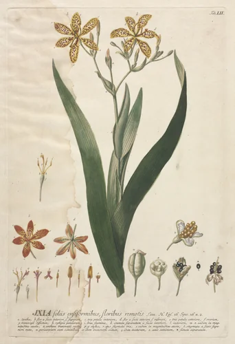 Plantae Selectae: No. 52 - Ixia by Georg Dionysius Ehret, print, 1773