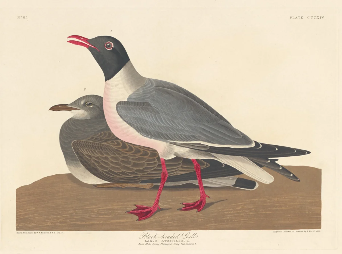 Black-headed Gull by Robert Havell, Jr.; John James Audubon, print, 1836