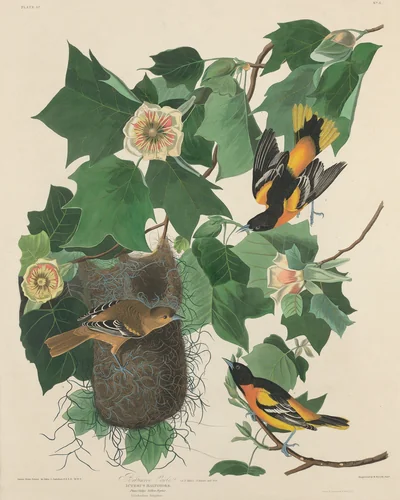 Baltimore Oriole by Robert Havell, Jr.; John James Audubon, print, 1827