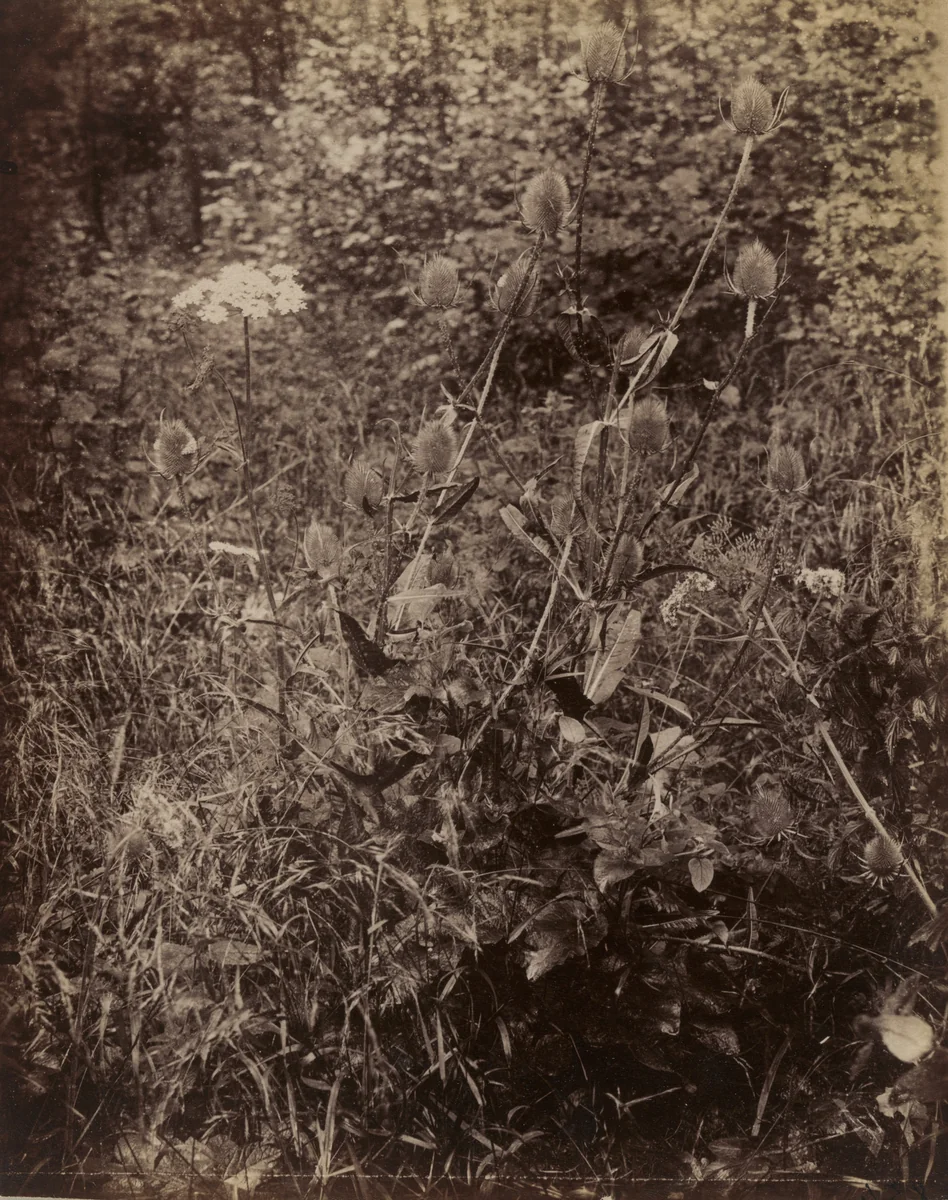 Peigne Cardons -- Ombelles by Eugène Atget, photograph, 1900