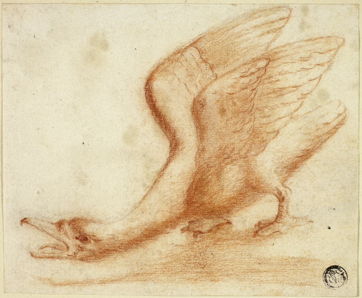 Swan by Unknown Artist, drawing, 1700-1799