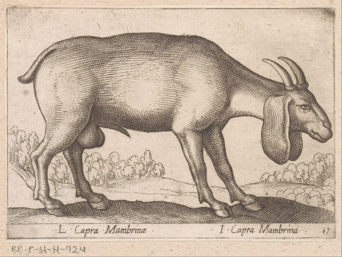 Mambrina geit by Antonio Tempesta, print, 1565-1630