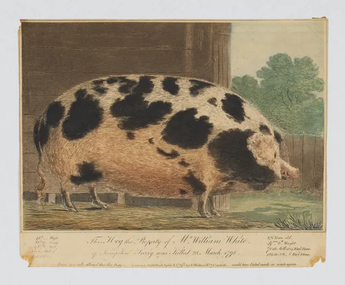 This Hog the Property of Mr. William White of Kingston, Surrey... by anonymous, print, 1798