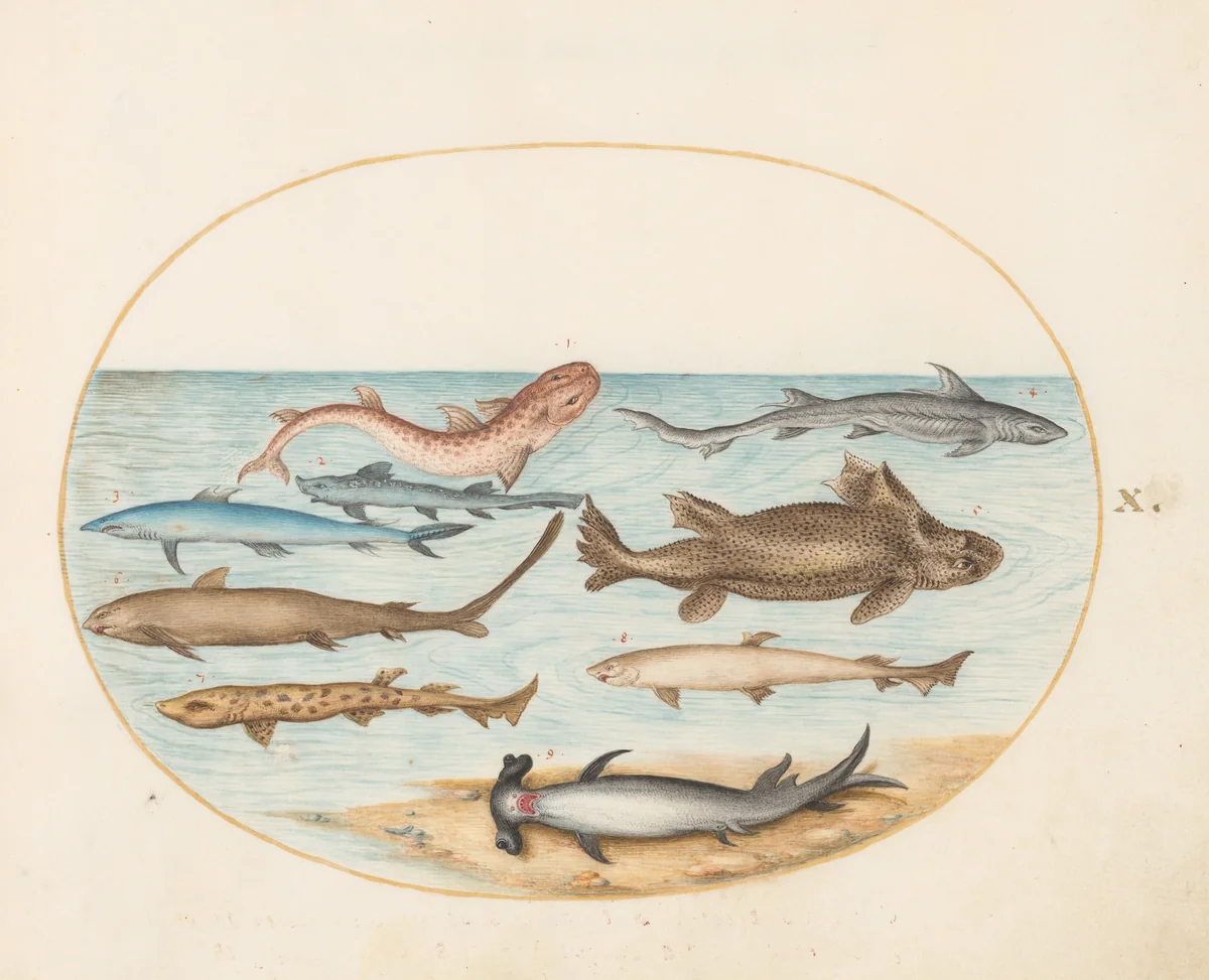 Plate 10: Nine Sharks by Joris Hoefnagel, drawing, 1570-1599