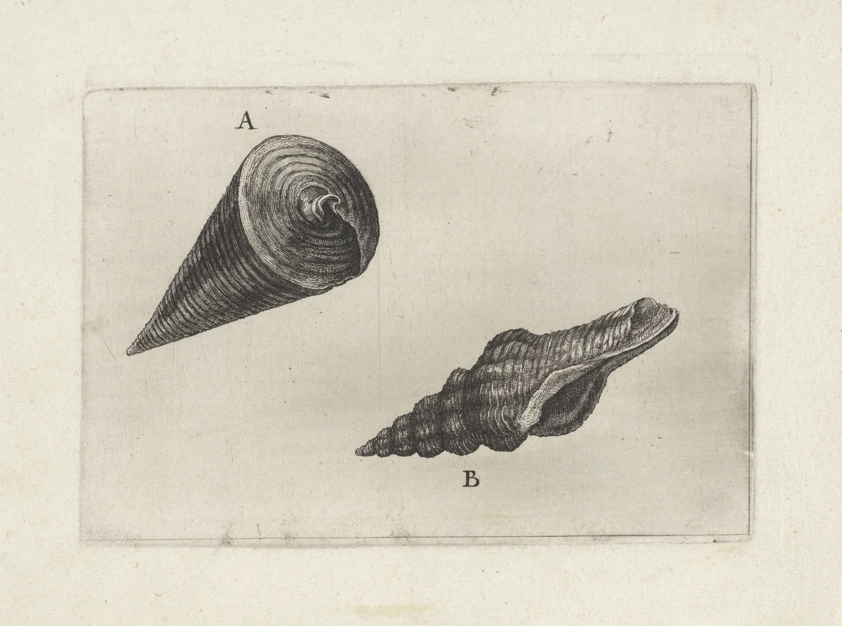 Schelpen, telescopium telescopium (A) en fusinus laticostatus (B) by Wenceslaus Hollar, print, 1644-1652