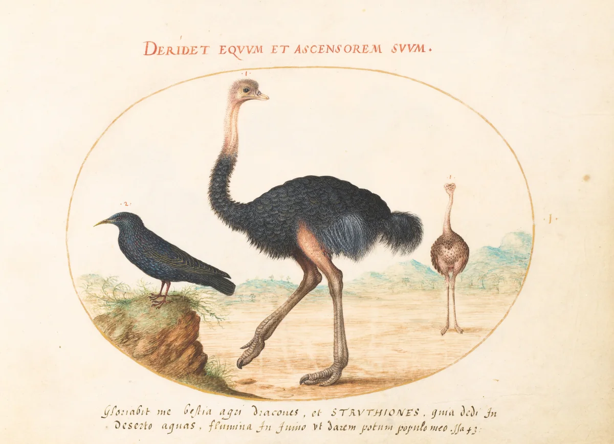 Plate 1: Two Ostriches and a Starling by Joris Hoefnagel, drawing, 1570-1599
