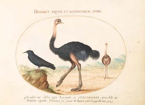 Plate 1: Two Ostriches and a Starling by Joris Hoefnagel, drawing, 1570-1599
