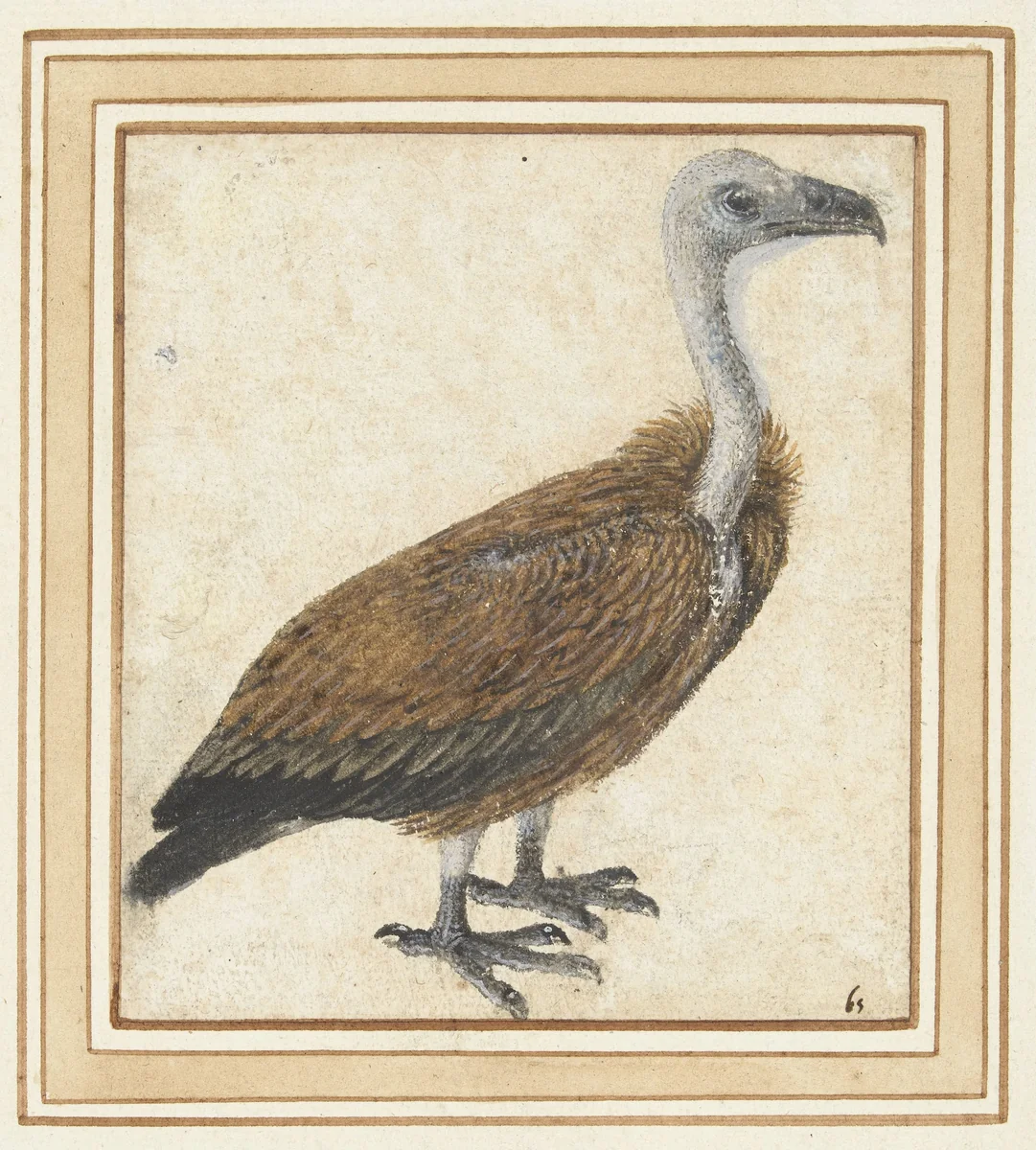 Jonge vale gier (Gyps fulvus) by anonymous, drawing, 1500-1599