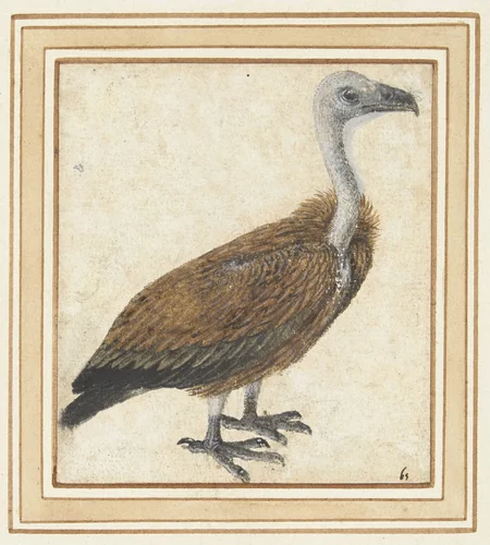 Jonge vale gier (Gyps fulvus) by anonymous, drawing, 1500-1599