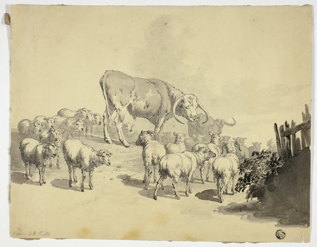 Cows and Sheep by Robert Hills, drawing, 1789-1844