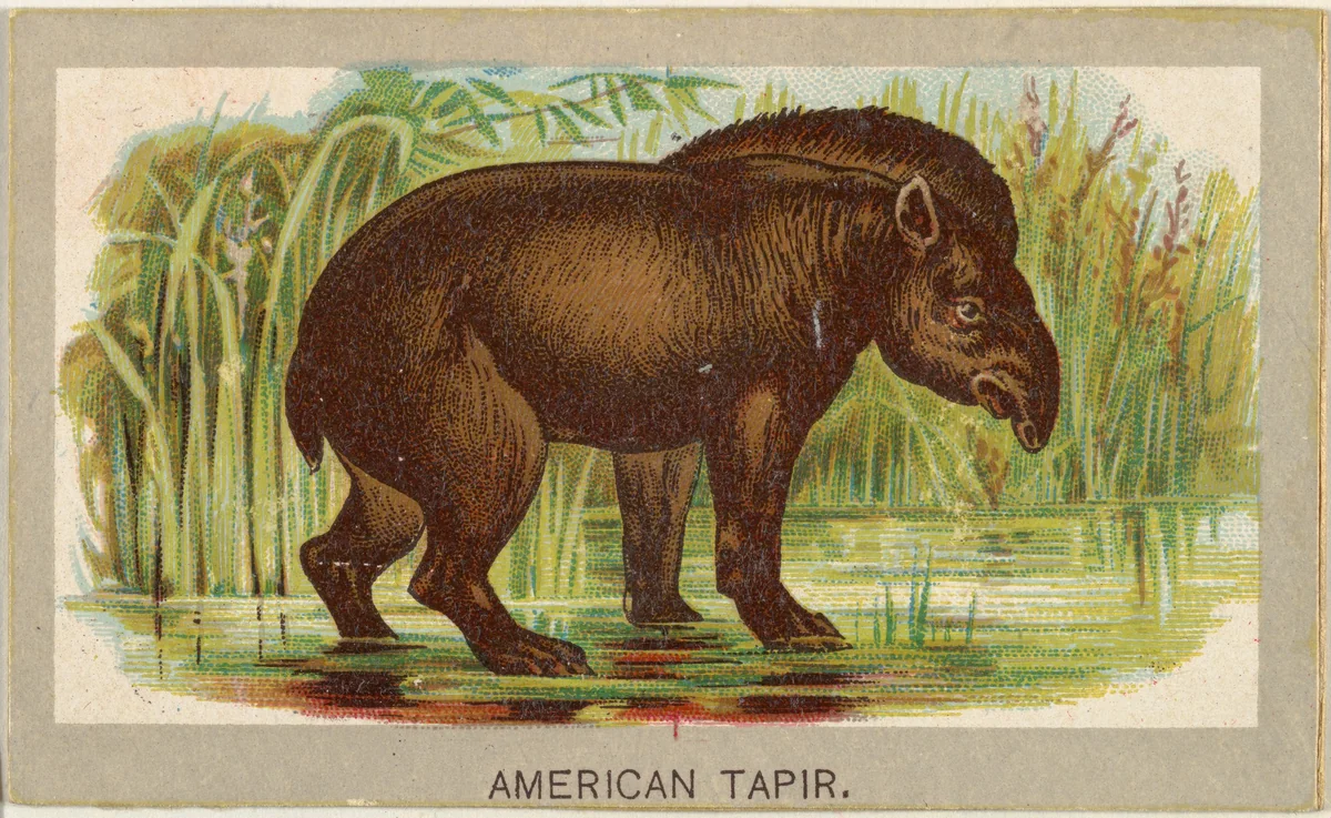 American Tapir, from the Animals of the World series (T180), issued by Abdul Cigarettes by Abdul Cigarettes, print, 1881