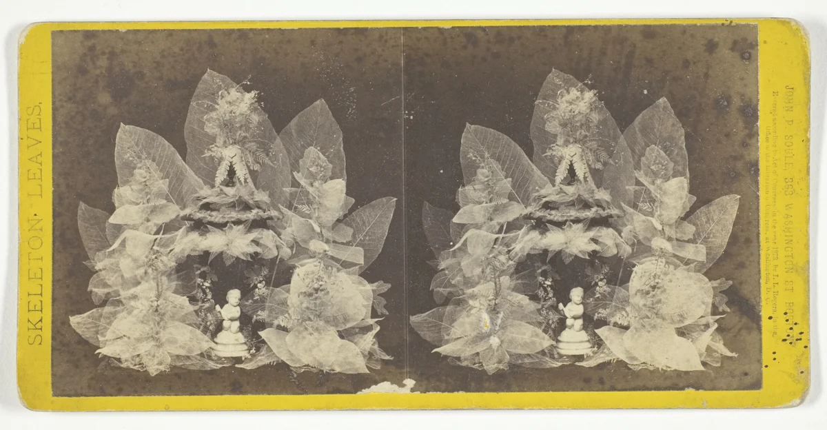 Untitled, from the series "Skeleton Leaves" by John P. Soule, photograph, 1873