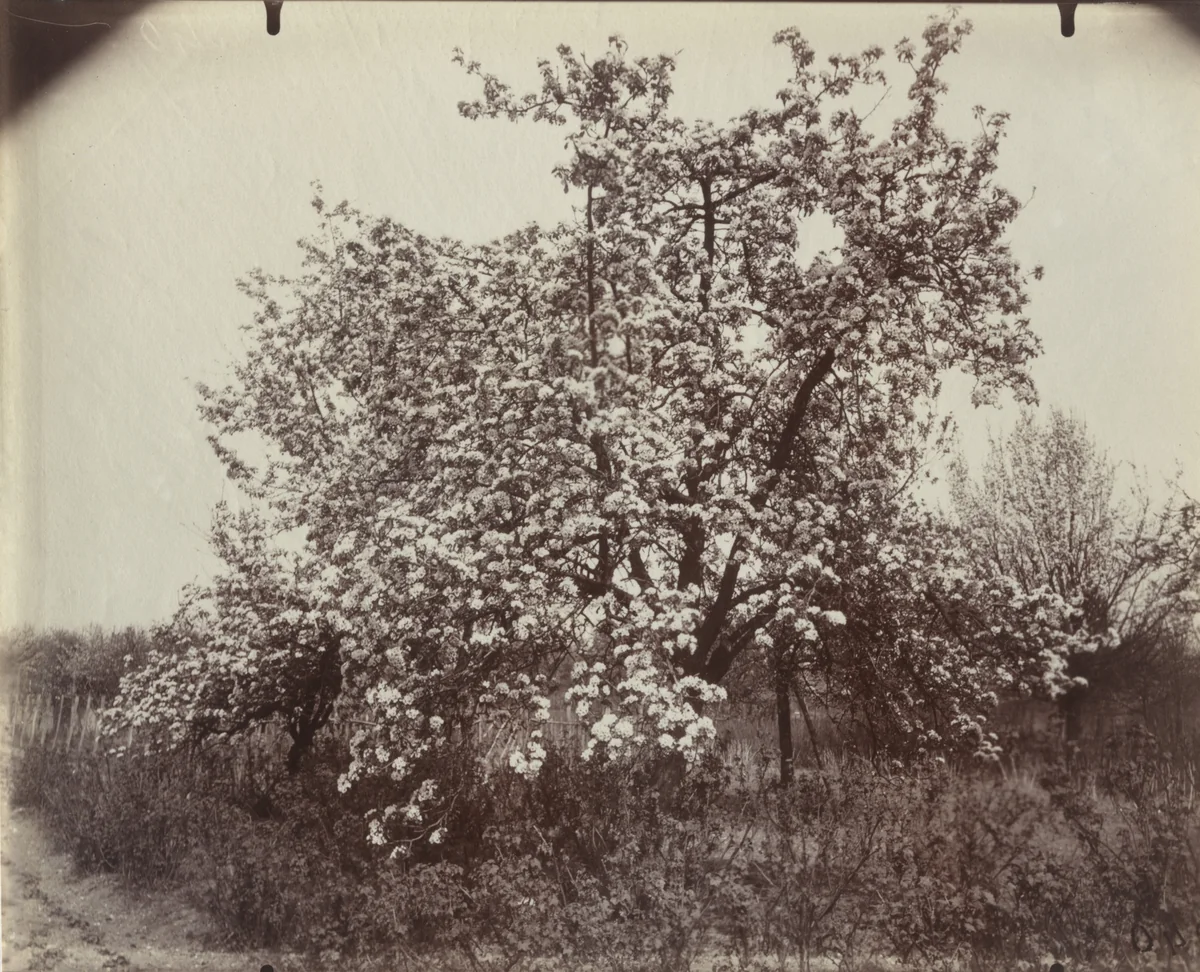 Cerisier by Eugène Atget, photograph, 1921