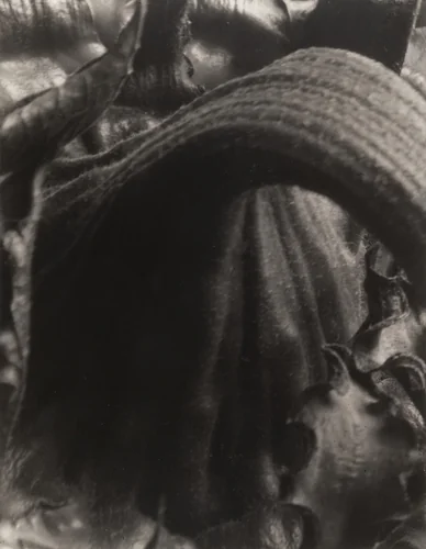 Sunflowers from Seed to Seed by Edward Steichen, photograph, 1920