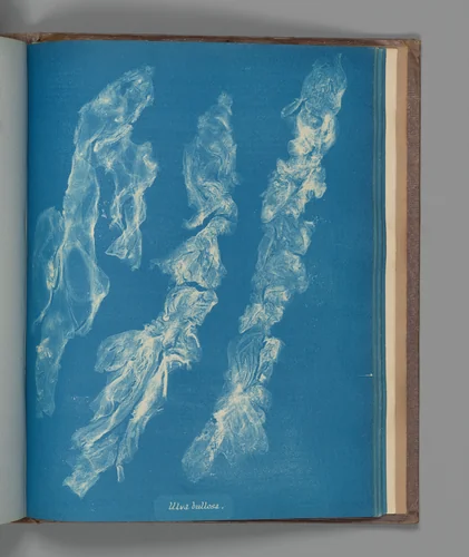 Ulva bullosa by Anna Atkins, photograph, 1851-1855