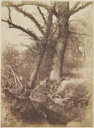 [Trees] by Thomas Keith, photograph, 1854-1857