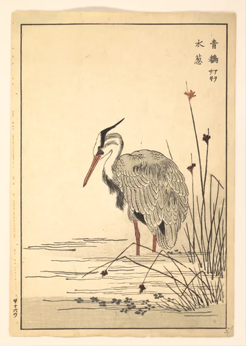 Gray Heron (Aosagi) and Mizu-aoi Plant by Unidentified Artist, print, 1857