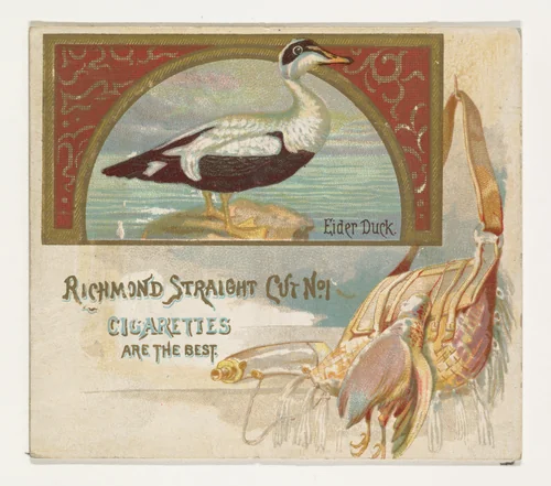 Eider Duck, from the Game Birds series (N40) for Allen & Ginter Cigarettes by Allen & Ginter, print, 1888-1890