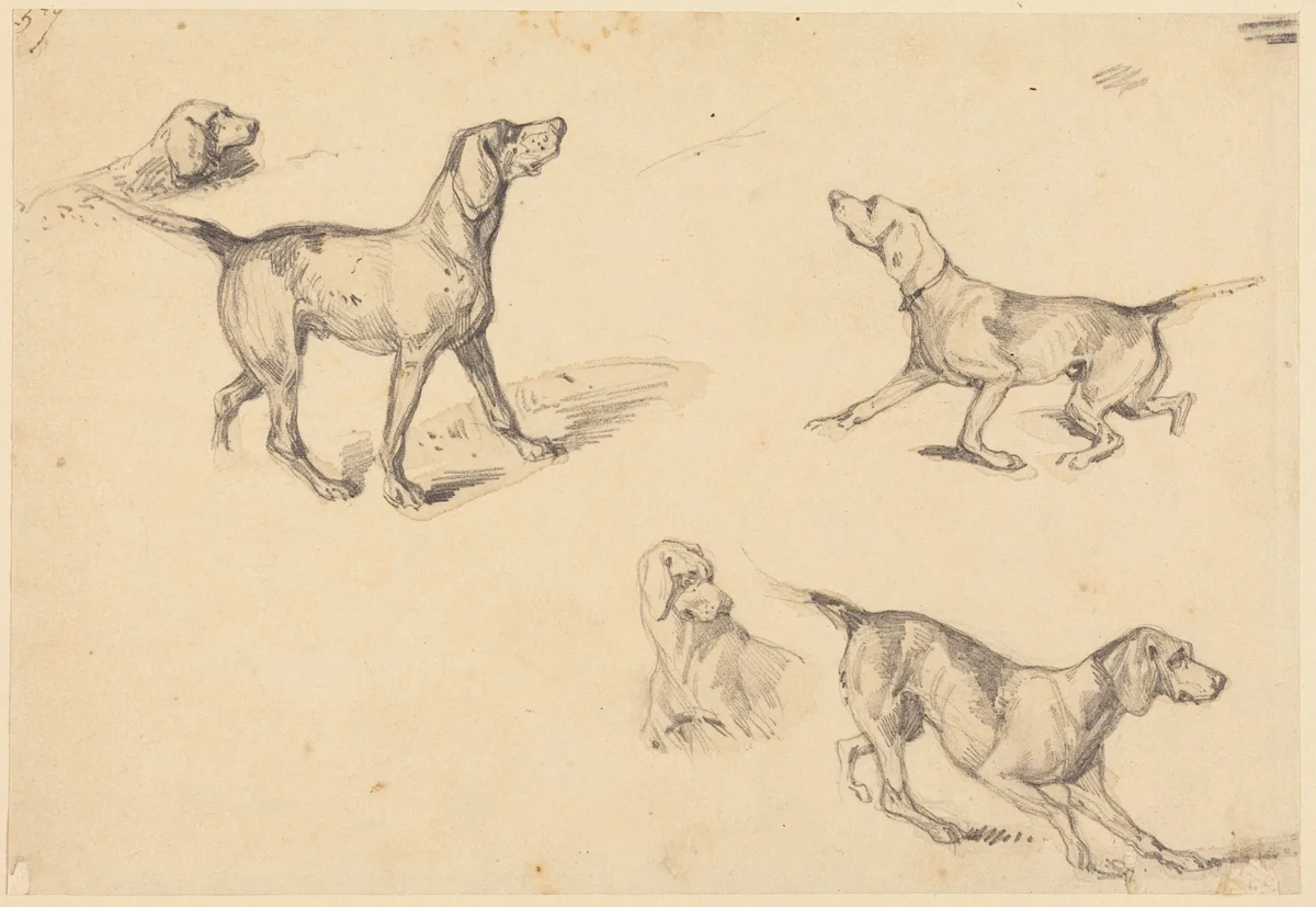 Five Studies of a French Pointer by Richard Parkes Bonington, drawing, 1825-1826