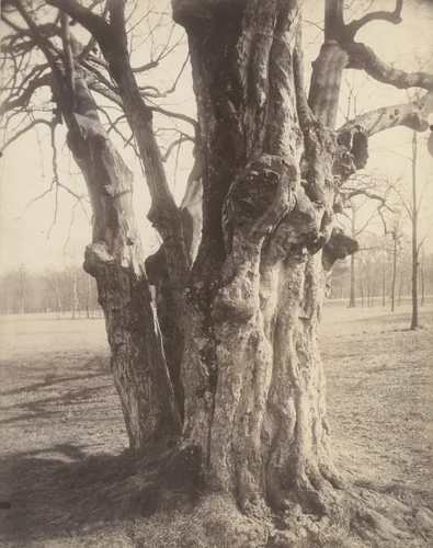 Saint-Cloud by Eugène Atget, photograph, 1924