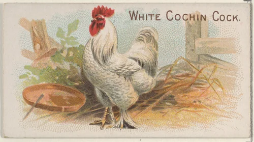 White Cochin Cock, from the Prize and Game Chickens series (N20) for Allen & Ginter Cigarettes by Allen & Ginter, print, 1891