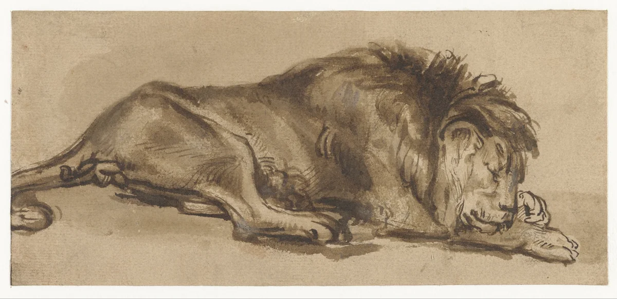 Study of a Lion Asleep by anonymous, drawing, 1650-1699