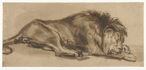 Study of a Lion Asleep by anonymous, drawing, 1650-1699