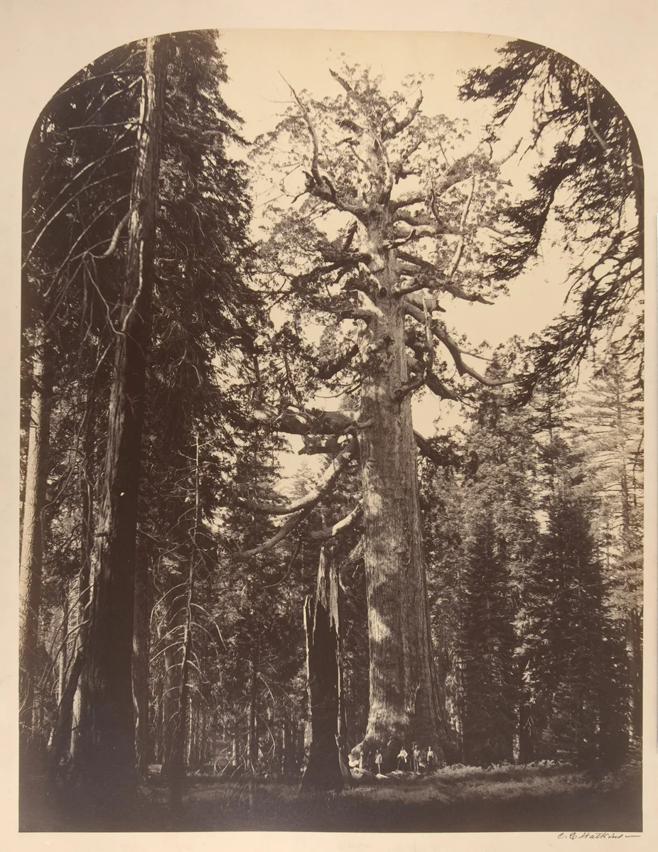The Grizzly Giant, Mariposa Grove, Yosemite by Carleton E. Watkins, photograph, 1861