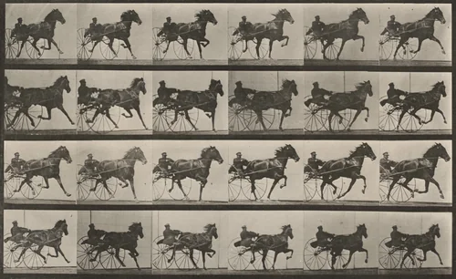 Plate Number 613. "Nellie Rose" trotting, harnessed to sulky by Eadweard Muybridge, photograph, 1887