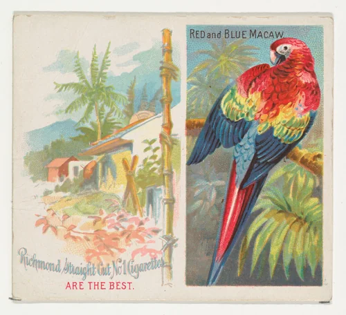 Red and Blue Macaw, from Birds of the Tropics series (N38) for Allen & Ginter Cigarettes by Allen & Ginter, print, 1889