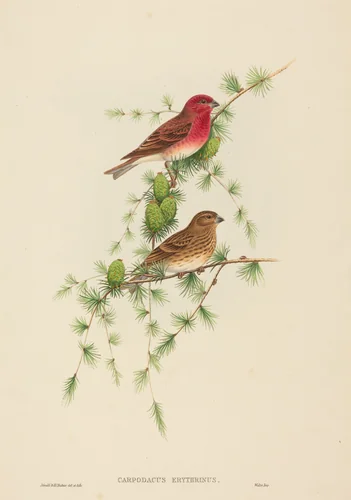 Carpodacus erythrinus (Common Rose Finch) by H.C. Richter; John Gould, print, 1804-1881