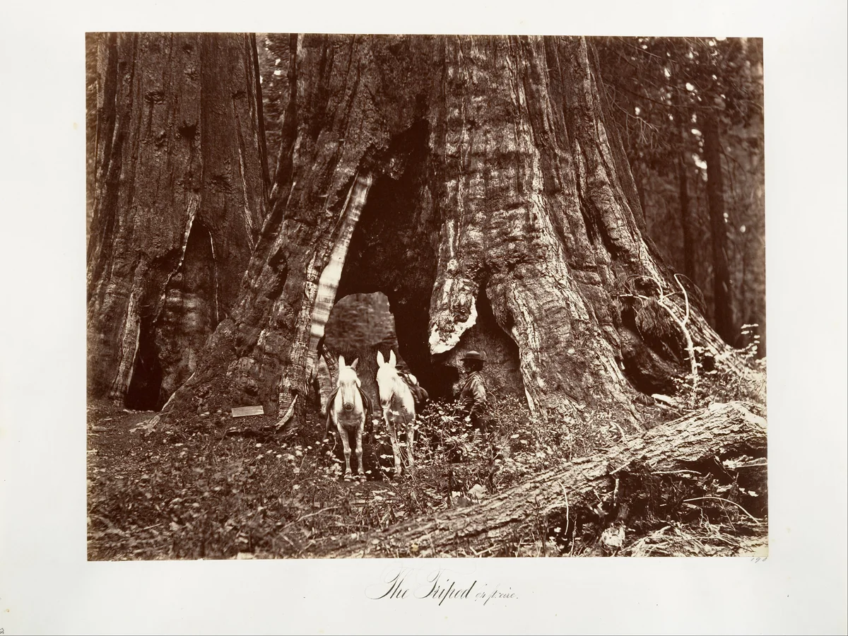 The Tripod, 94 feet circumference by Carleton E. Watkins, photograph, 1865-1866