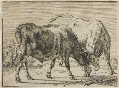 Two Bulls Fighting by Paulus Potter, print, 1645-1654