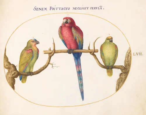Plate 57: Scarlet Macaw with Two Smaller Green Parrots by Joris Hoefnagel, drawing, 1576