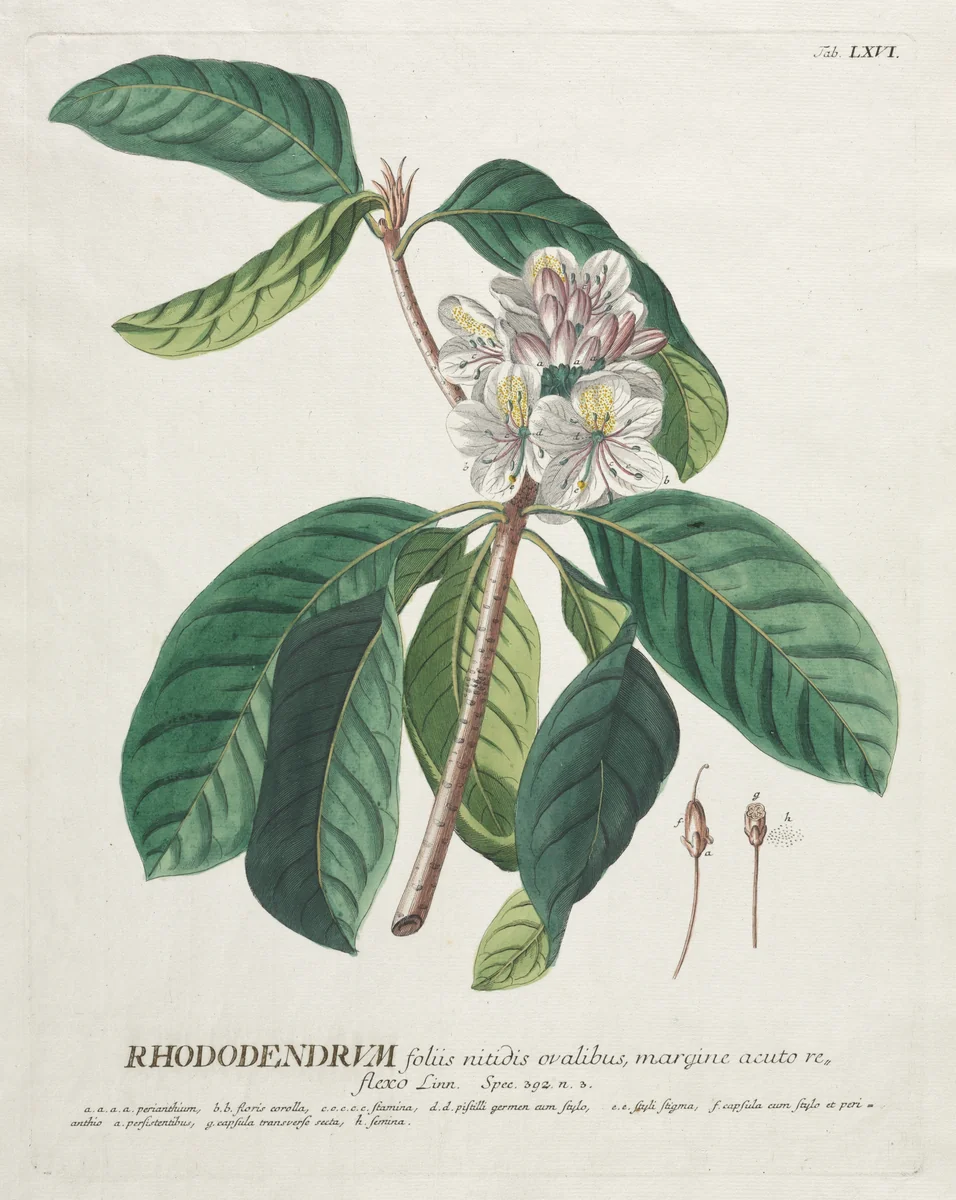 Plantae Selectae: No. 66 - Rhododendron by Georg Dionysius Ehret, print, 1773