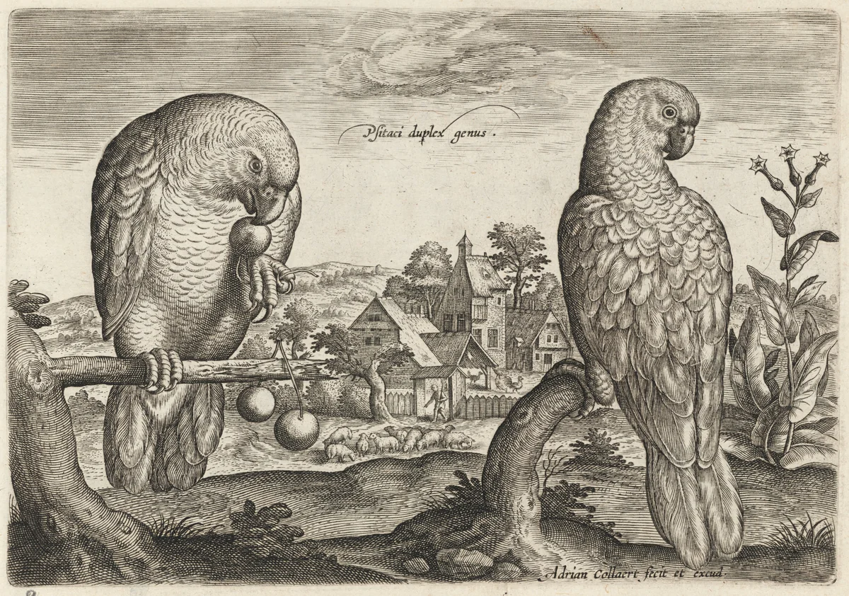 Two Grey Red-Tailed Parrots by Adriaen Collaert, print, 1595-1605