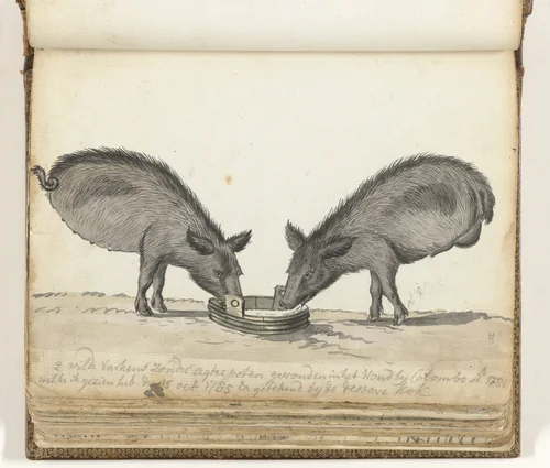 Varkens zonder achterpoten bij trog by Jan Brandes, drawing, 1785