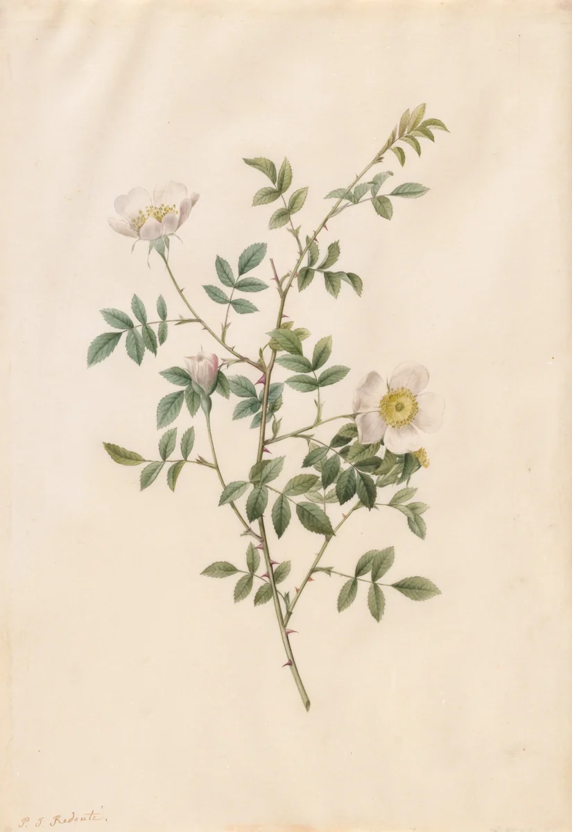 Brier Bush Rose or Dog Rose (Rosa Sepium Rosea) by Pierre-Joseph Redouté, drawing, 1817-1824