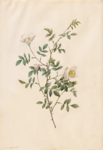 Brier Bush Rose or Dog Rose (Rosa Sepium Rosea) by Pierre-Joseph Redouté, drawing, 1817-1824