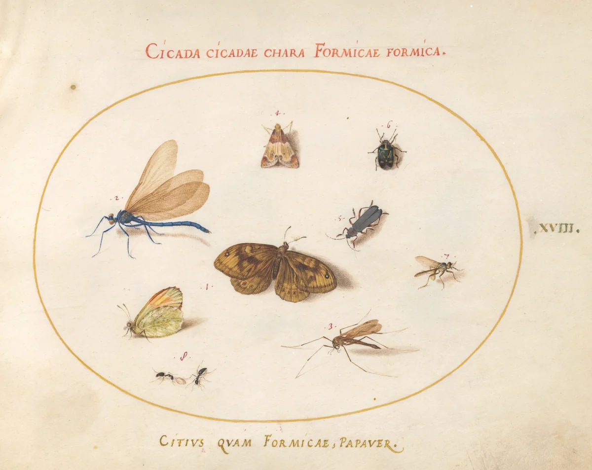 Plate 18: Two Butterflies and a Moth with a Damselfly, Two Ants, and Four Other Insects by Joris Hoefnagel, drawing, 1570-1599