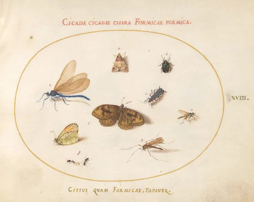 Plate 18: Two Butterflies and a Moth with a Damselfly, Two Ants, and Four Other Insects by Joris Hoefnagel, drawing, 1570-1599