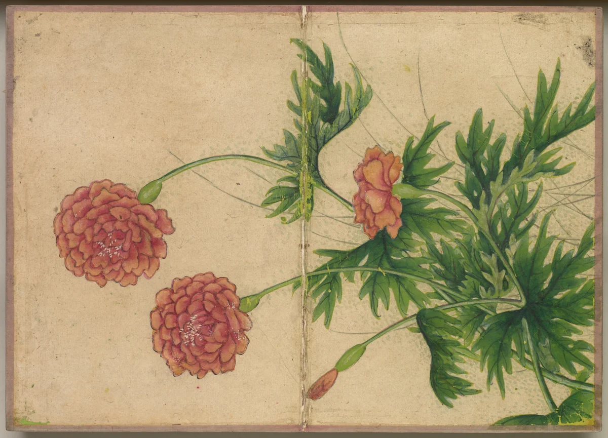 Desk Album: Flower and Bird Paintings (Peony) by Zhang Ruoai, painting, 1700-1799