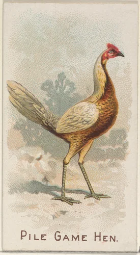 Pile Game Hen, from the Prize and Game Chickens series (N20) for Allen & Ginter Cigarettes by Allen & Ginter, print, 1891