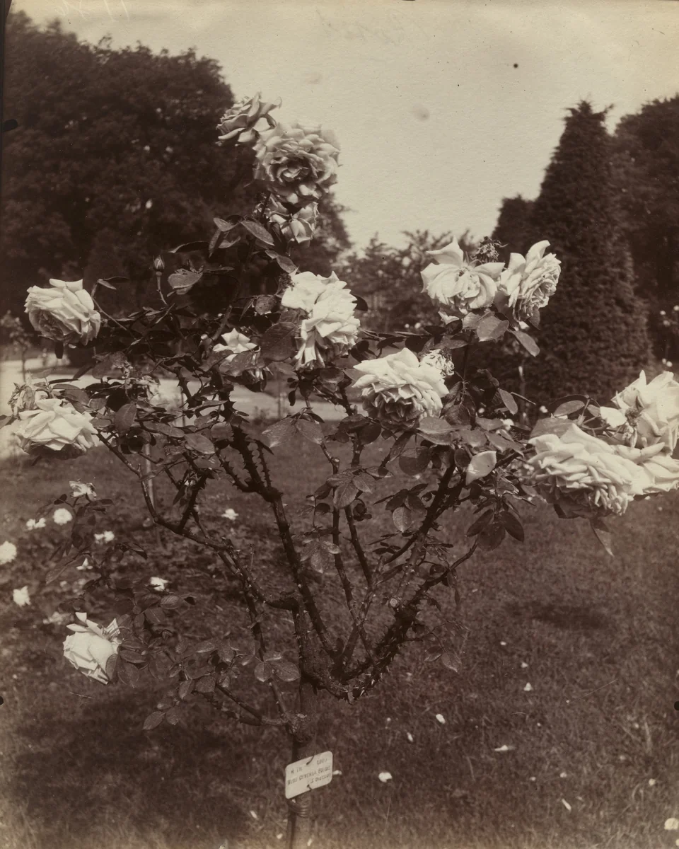 Roses by Eugène Atget, photograph, 1922