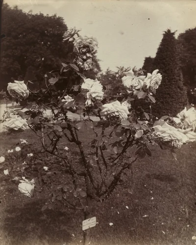 Roses by Eugène Atget, photograph, 1922
