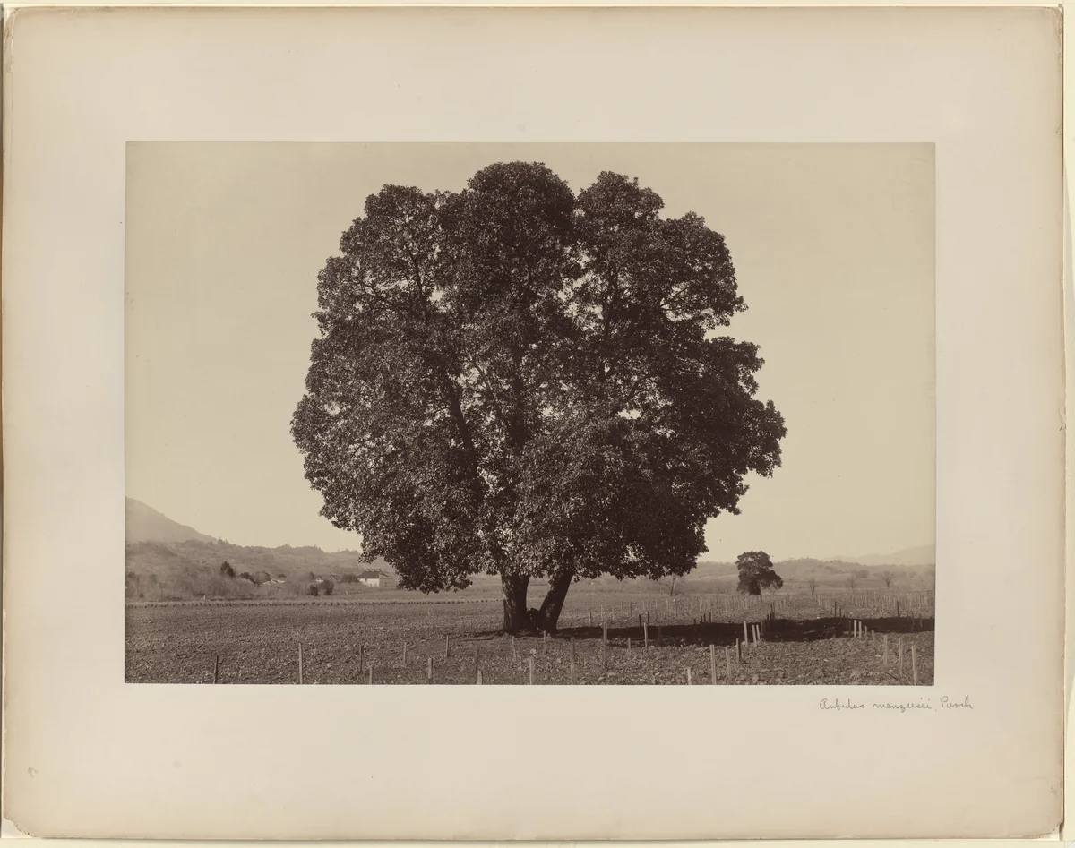 Arbutus Menziesii, Pursh by Carleton E. Watkins, photograph, 1861