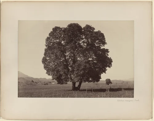 Arbutus Menziesii, Pursh by Carleton E. Watkins, photograph, 1861