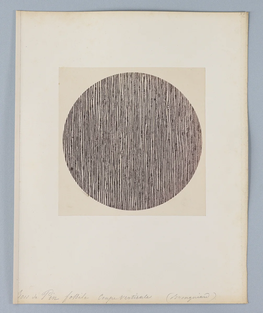 Bois de Pin fossile coupverticale [Petrified Wood (Pine)] by Auguste-Adolphe Bertsch, photograph, 1853-1857